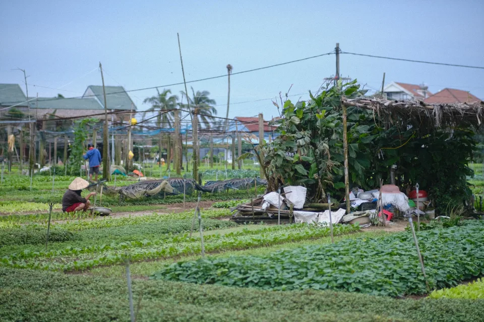 Xếp hàng lên xe giao